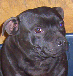 Crossguns Betty boo