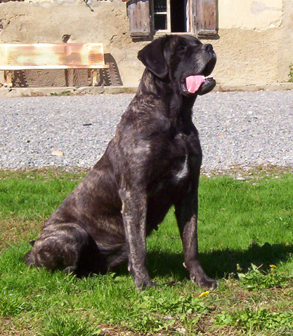 Balou boxenberg (Sans Affixe)