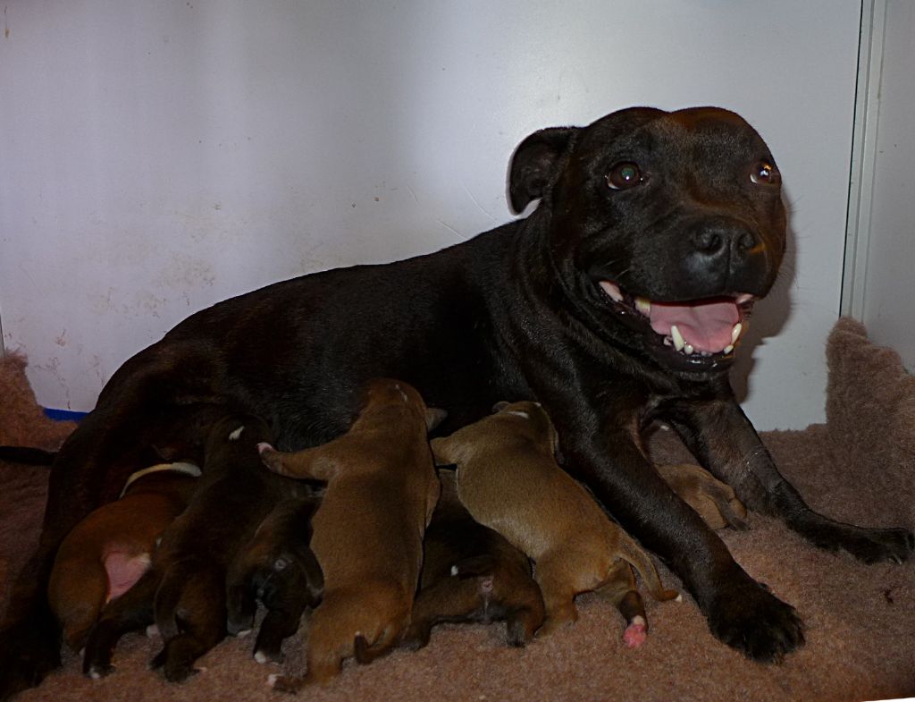de l'Escane Crabe - Staffordshire Bull Terrier - Portée née le 15/11/2020