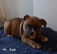 RINGO
