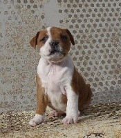ROMY