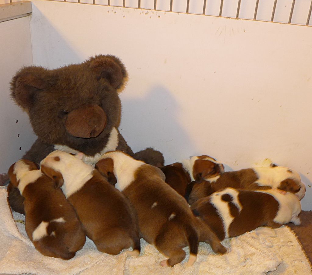 Chiot Staffordshire Bull Terrier de l'Escane Crabe